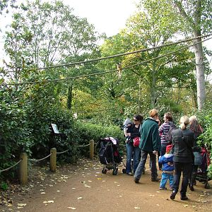 Squirrel Monkey Walkthrough at London Zoo Oct 08