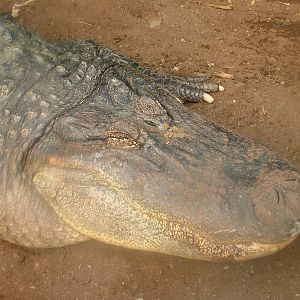 American Alligator bull at the Welsh Mountain Zoo Oct 08