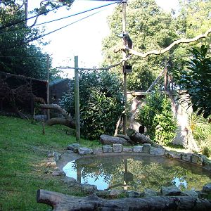 'Condor Huasi' at the Welsh Mountain Zoo Oct 08