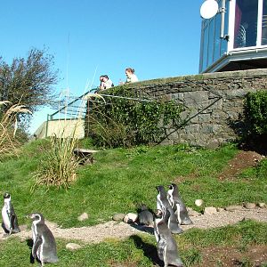 Penguins and Flagstaff Cafe at the Welsh Mountain Zoo Oct 08