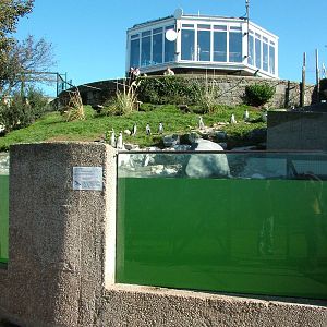 Penguin Pool and Flagstaff Cafe at the Welsh Mountain Zoo Oct 08