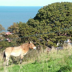 Przewalski's Horse at the Welsh Mountain Zoo Oct 08