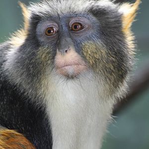 Wolff's guenon