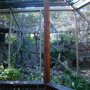 Mandrill exhibit at the Los Angeles Zoo