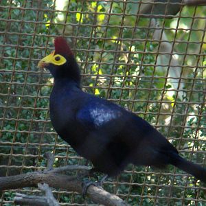 Lady Ross's Turaco at the Los Angeles Zoo