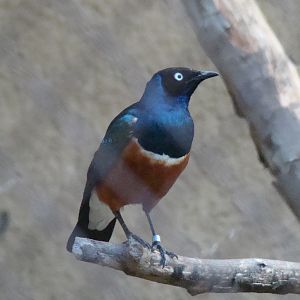 Superb Starling at the Los Angeles Zoo