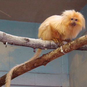 Golden Lion Tamarin at the Los Angeles Zoo