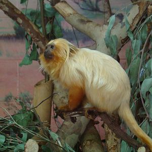 Golden Lion Tamarin at the Los Angeles Zoo