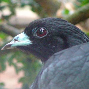 Wattled guan