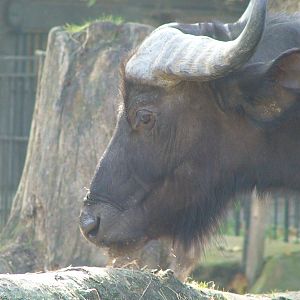 Cape buffalo