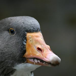 Close-up Skånegås (Skåne goose) - Skansen