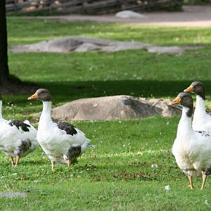 Skånegäss (Skåne geese) - Skansen