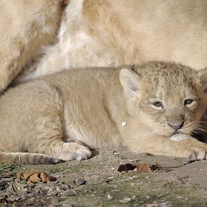 Chakra, Indian lion cub