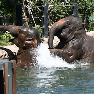 Asiatic Elephants, 2008