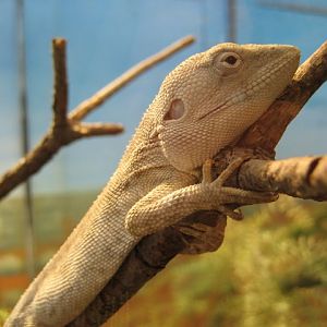 Chameleon Lizard, 2006