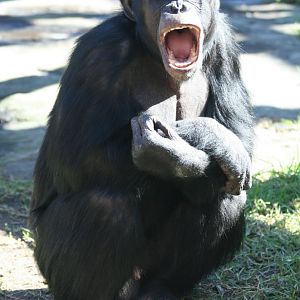 Chimpanzee 'Sandali', 2008