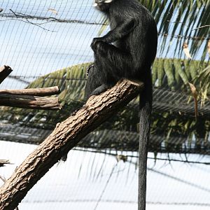 Francois Leaf Monkey