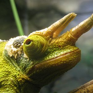 Jackson's Chameleon portrait