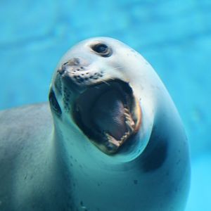 Leopard Seal
