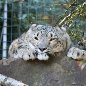Snow Leopard
