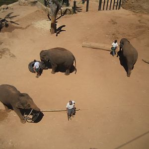 Asian Elephants & Keepers