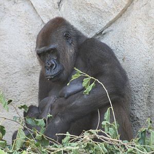 Gorilla 'Frala'