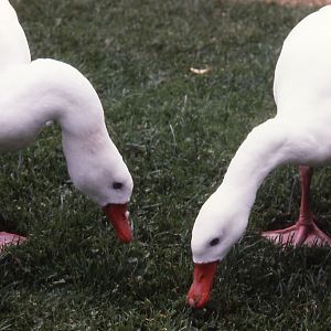 Coscoroba Swans