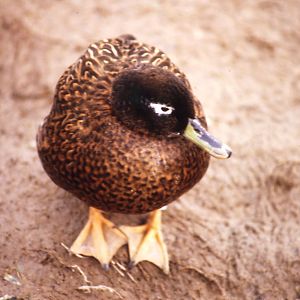 Laysan Teal