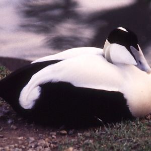 Eider Duck
