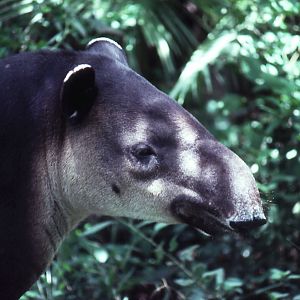 Belize Zoo: April - Baird's Tapir