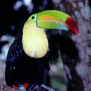 Belize Zoo: Keel-billed Toucan