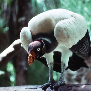Belize Zoo: King Vulture