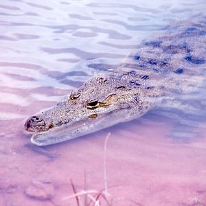 Belize Zoo: Morelet's Crocodile