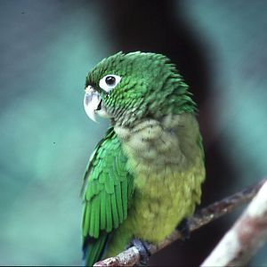 Belize Zoo: Aztec Conure
