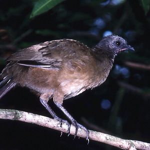 Belize Zoo: Plain Chachalaca