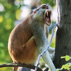 Patas monkey