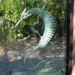 Indian Gharial Exhibit