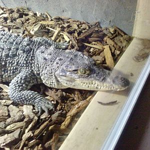 Colchester zoo 29/10/08