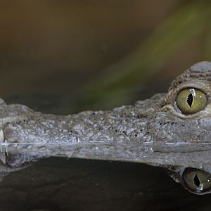 Phillipine Crocodile