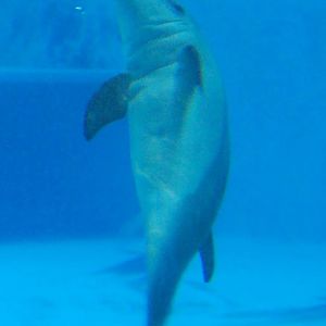 Dolphin Cub 2008