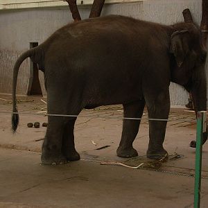 asian elephant in elephant house