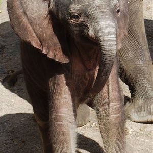 Elephant Cub 2008