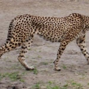 Cheetah in Boras Zoo
