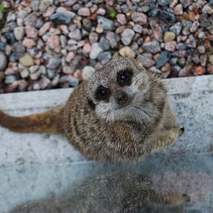 Meerkat in Kolmarden Zoo 2007