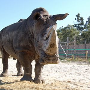 Pablo, the white rhino