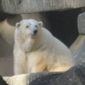 Hamburg Zoo - Polar bear