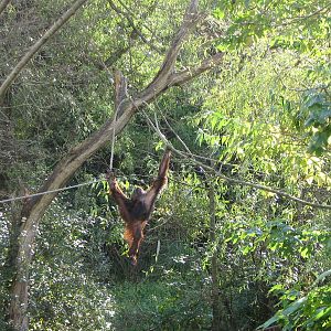 Orangutan, Mali, October 2008