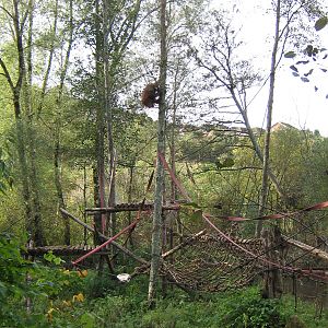 Orangutan, Chinta, October 2008