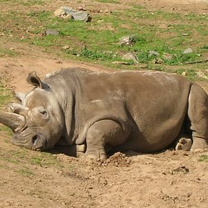Northern White Rhino