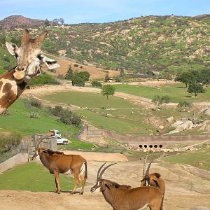 Giraffe & Sable Antelope